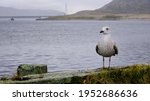Wild Seagull Looks At The...