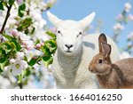 Easter Bunny And Sheep Lamb...