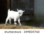 Goat Kid Standing On Straw