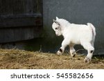 White Goat Kid Jumping On Straw