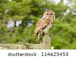 Tawny Owl On Fence   Tawny Owl  ...