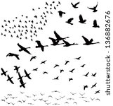 Vector Silhouettes  A Flock Of...