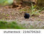 A Blackbird On The Ground