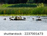 Gulls In The Wetlands Of The...