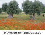 Olive Trees In A Blooming...