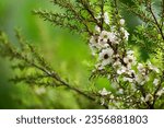 Small photo of Manuka flowers and branch green leaves on nature background.