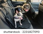 Small photo of A Boston Terrier on the back seat of a car alongside a Staffordshire Bull Terrier. Both dogs are wearing a harness and they are hooked on to the seat. The seat has a protective cover.