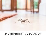 Common house spider on a smooth ...