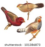 Bird Collection   Red Munia ...