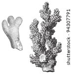 Coral   Porites Furcatus And...