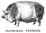 Hampshire Pig   Vintage...