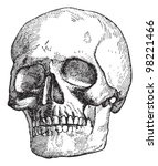 Human Skull   Vintage...