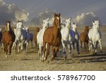 Herd Of Arabian Horses Running. ...