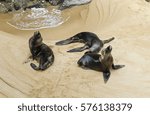 An Image Of Three Seals In A...