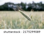 Ear of rye close-up in a rye field on a sunny day, grain cultivation. Agricultural sector in food production.