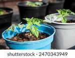 Tomato plant in a blue pot with ...