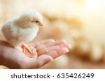 Close View Of Baby Chick In...