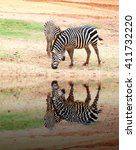 Two Small Zebra Eating  Grass...