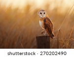 A Beautiful Barn Owl Perched On ...