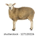 Side view of a Sheep looking at camera against white background