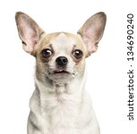 Close Up Of A Chihuahua  2...