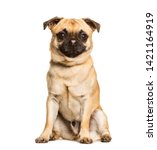 Small photo of Chug dog is a Mixed-breed between a pug and a Chihuahua sitting against white background