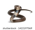 King cobra, Ophiophagus hannah, venomous snake against white background looking at camera against white background