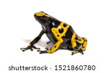 Yellow Banded Poison Dart Frog  ...