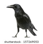 Side view of a carrion crow ...