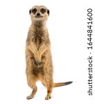 Front view of a meerkat...