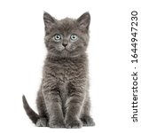 Grey Kitten British Shorthair...