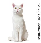 White Mixed Breed Cat  2 Years...