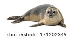 Common seal lying  phoca...