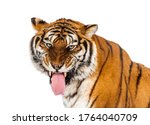 Tiger  Mouth Open  Sniffing The ...