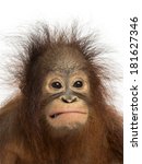 Close Up Of A Young Bornean...