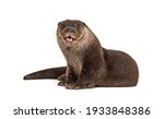 Adult European Otter Looking At ...