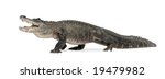 American Alligator  30 Years    ...