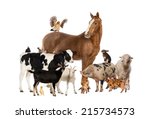 Group of farm animals