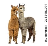 Two Alpacas Dark Fawn And...