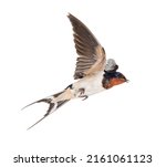 Small photo of Barn Swallow, bird, Hirundo rustica, flying against white background