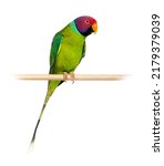 Small photo of Male Plum-Headed parakeet perched on a wooden perch - Psittacula cyanocephala, isolated on white