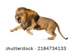 Male Adult Lion  Panthera Leo ...