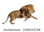 Male Adult Lion  Panthera Leo ...