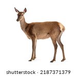Side view of a doe, Female red deer, isolated on white
