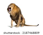 Sitting Lion, roaring and showing his teeth aggressively, Panthera leo, isolated on white