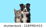 Small photo of Grey striped tabby cat and a border collie dog with happy expression together on blue background, banner framed, looking at the camera
