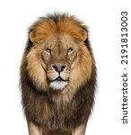 Portrait Of A Male Adult Lion...
