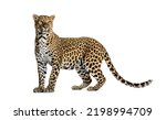 Portrait of leopard standing a...