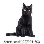 Black kitten crossbreed cat ...