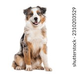 Small photo of Sitting and Panting blue merle Australian shepherd, Isolated on white